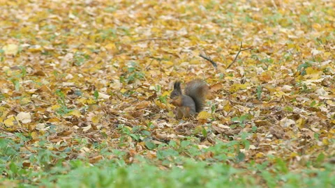 Squirrel sits on fallen leaves on ground, eats nut. Wild squirrel is jumping Vidéo 107775081