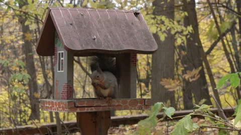 Squirrel sits in a feeder in autumn 動画素材 219736722