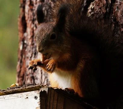 Squirrel sits on the feeder eats nuts Stock Photos