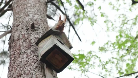 A squirrel sits on a feeder Stock Footage 180496366