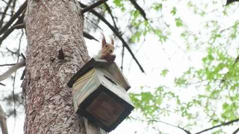 A squirrel sits on a feeder Stock-Footage 180496537