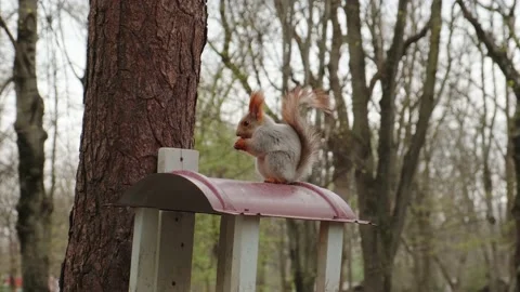 A squirrel sits on a feeder Stock Footage 180496593