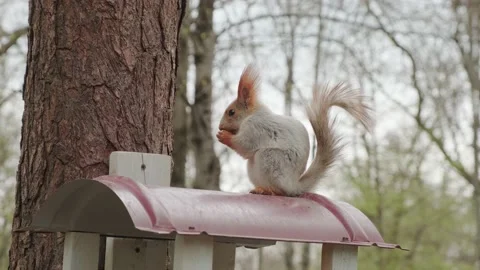 A squirrel sits on a feeder Stock Footage 180496809