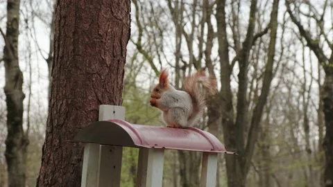 A squirrel sits on a feeder 스톡 동영상 180497003