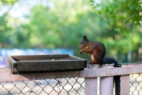 Squirrel sits on a fence and eats from a feeder in the park Fotos Stock