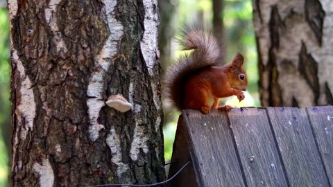Squirrel sits in forest on feeder in form of house and eats nuts. Framed Stock Footage 279470708