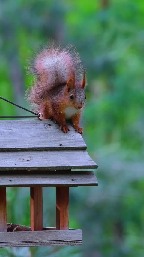 A Squirrel Sits On A Garden Bird Feeder Stock Footage 338410015