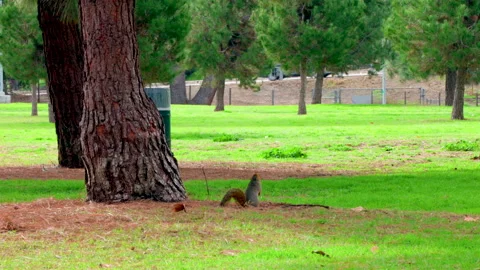 Squirrel Sits Up to Get a Better Look Stock Footage 237843335