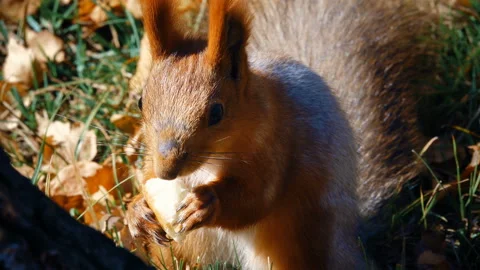 Squirrel Sits on the Grass and Eats Meals Stock Footage 103809957
