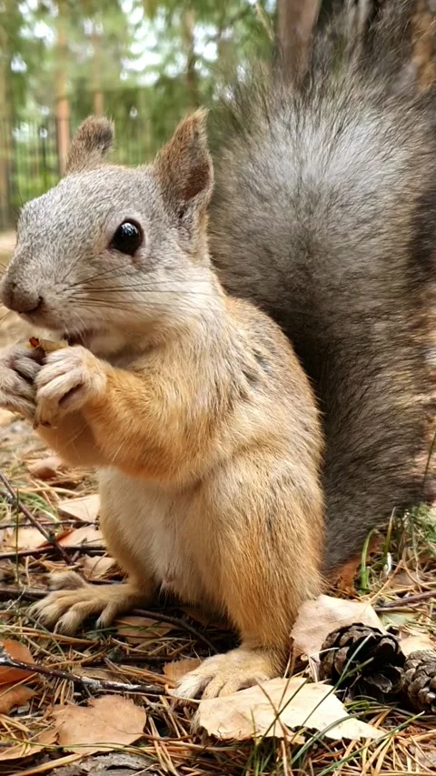 Squirrel sits on the grass and eats a nut Stock Footage 201836523