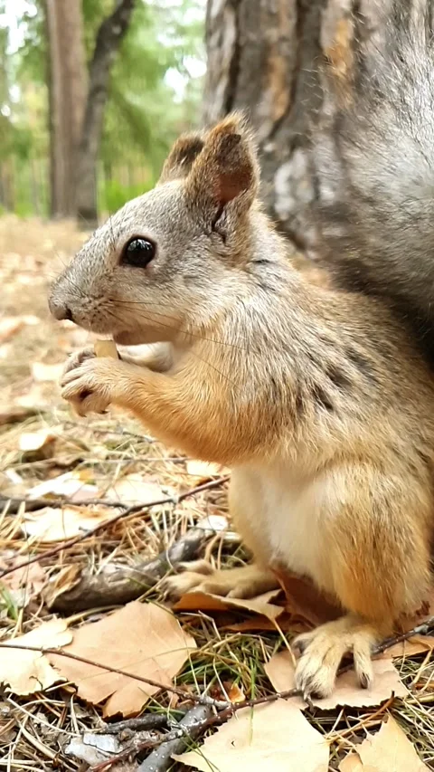 Squirrel sits on the grass and eats a nut Video stock 201836613