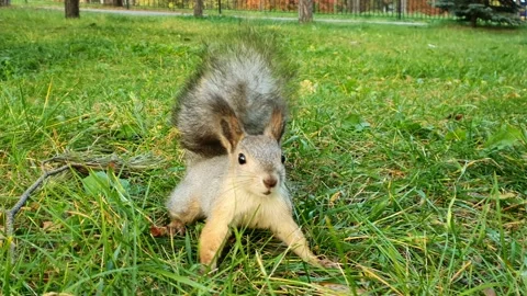 Squirrel sits on the grass and eats a nut Stock Footage 201933208