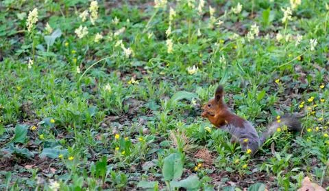 Squirrel sits on the green spring grass Stock Photos