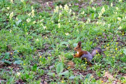 Squirrel sits on the green spring grass Stock Photos