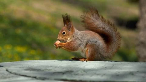 Squirrel sits on the ground and eats nuts Stock Photos