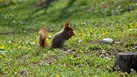 Squirrel sits on the ground and eats nuts Stock Photos