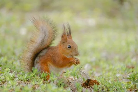 Squirrel sits on the ground eating nuts Stock Photos