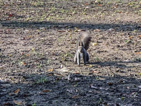 Squirrel sits on the ground Фото