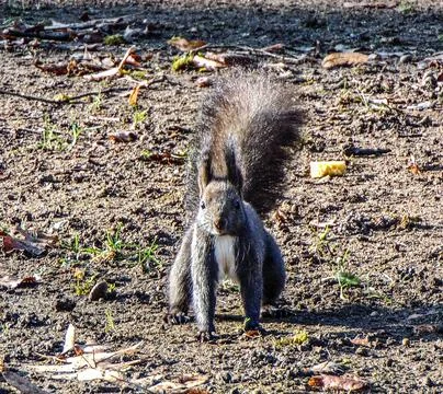 Squirrel sits on the ground Stockfoto's