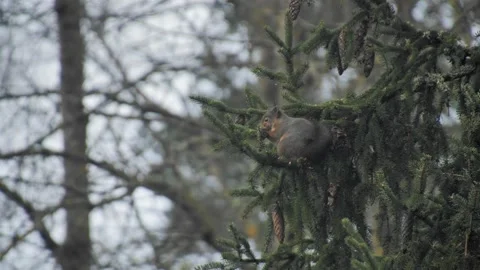 A squirrel sits high in a tree on a cold, foggy day, eating seeds from pine cone Stock Footage 286078044