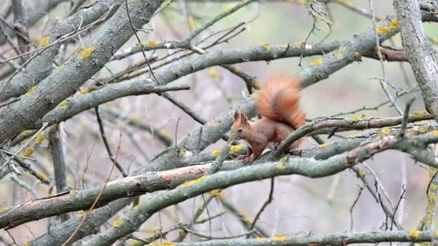 Squirrel sits on a leafless branch and looks and then runs away (Sciurus) Stock Footage 81730047