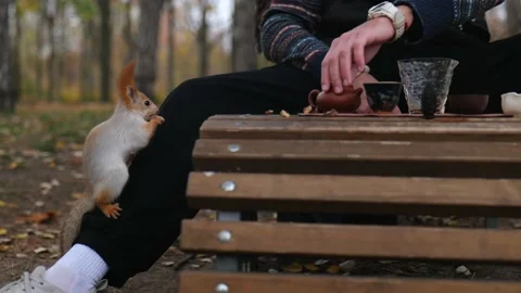 A squirrel sits on a man's leg and eats a nut Stock Footage 229860174
