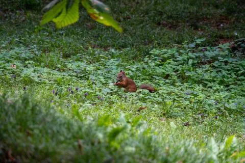 Squirrel sits in the meadow and eats Stock Photos