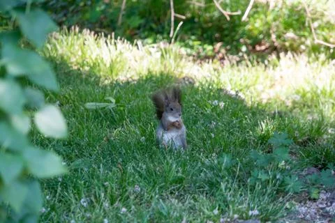 Squirrel sits in the meadow Stock Photos