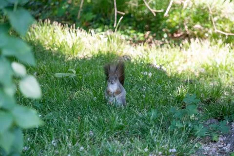 Squirrel sits in the meadow Stock Photos