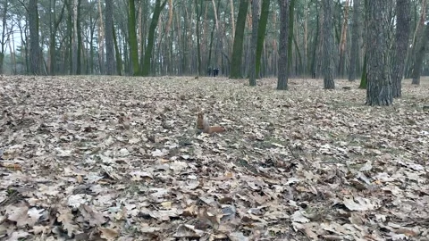 A squirrel sits in the middle of a gloomy forest and gnaws a nut. 動画素材 259159949