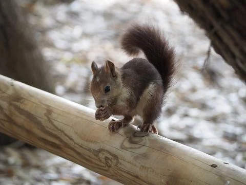The squirrel sits on a perch 写真素材