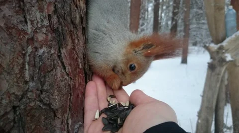 Squirrel sits on a pine and eats sunflower seeds from a hand. Stock Footage 57638728