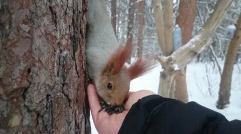 Squirrel sits on a pine and eats sunflower seeds from a hand. Stock Footage 57638750