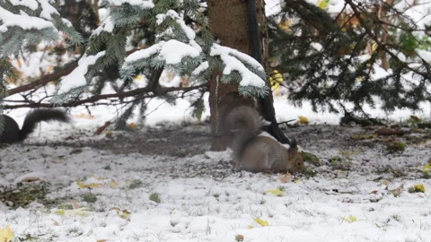 A squirrel sits in the snow and chews on seeds Stock Footage 291617947