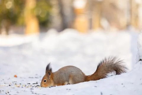 Squirrel sits in snow and eats nuts in winter snowy park. Winter color of animal Stock Photos