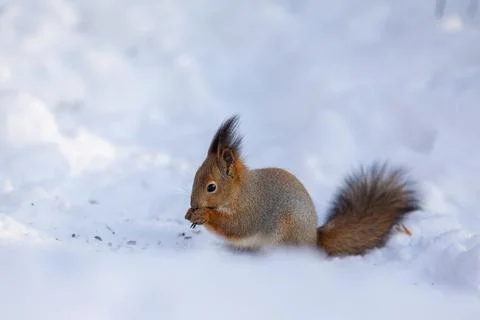 Squirrel sits in snow and eats nuts in winter snowy park. Winter color of animal Stock Photos