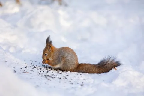 Squirrel sits in snow and eats nuts in winter snowy park. Winter color of animal Stock Photos