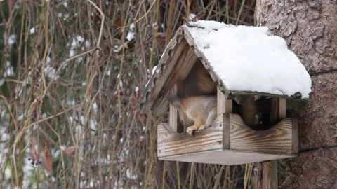 A squirrel sits in a snow-covered birdhouse on a tree in a garden in winter Stock-Footage 291708828
