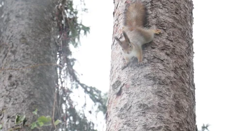 A squirrel sits in a snowy birdhouse on a tree in a garden in winter Stock Footage 291710593