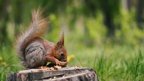 A squirrel sits on a stump and eats a walnut. Video stock 109243657