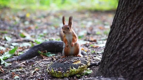 Squirrel sits on sunflower Stockbeeldmateriaal 100401973