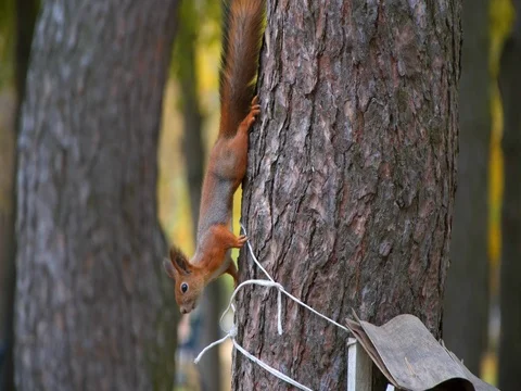 Squirrel sits on tree and eats from the trough Stock Footage 81112408