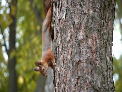 Squirrel sits on tree and eats from the trough Stock Footage 81115721