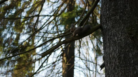 Squirrel sits on a tree and eats a nut, autumn forest Stock Footage 142737452