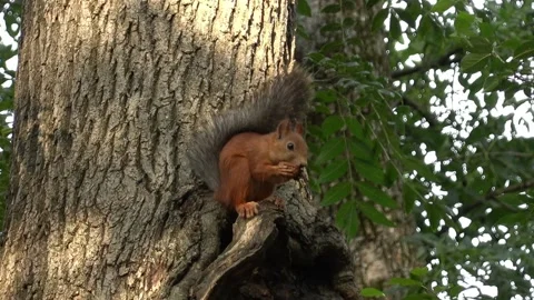 Squirrel sits on the tree and eats nut. Drops nut in the end. Video stock 158551431