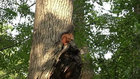 Squirrel sits on the tree and eats nut. Video stock 158551691