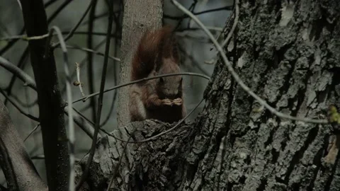 Squirrel sits on a tree and eats nuts. Close-up 4k video Video stock 197404255