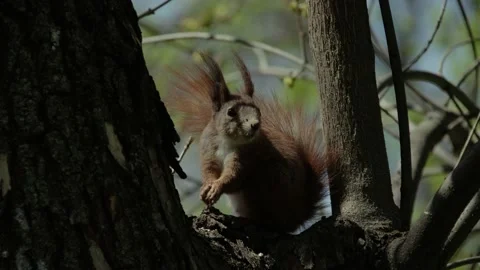 Squirrel sits on a tree and eats nuts. Close-up 4k video Stock Footage 197404277