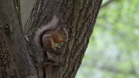 A squirrel sits on a tree and eats a nut Stock Footage 238076305