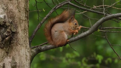 A squirrel sits on a tree and eats a pine cone Stock Footage 272441615